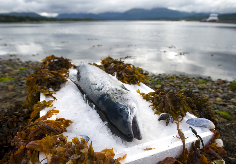 養殖漁業已經成為市場主要的海鮮供應來源。圖片來源：Scottish Salmon Producers' Organisation（CC BY-NC-ND 2.0）