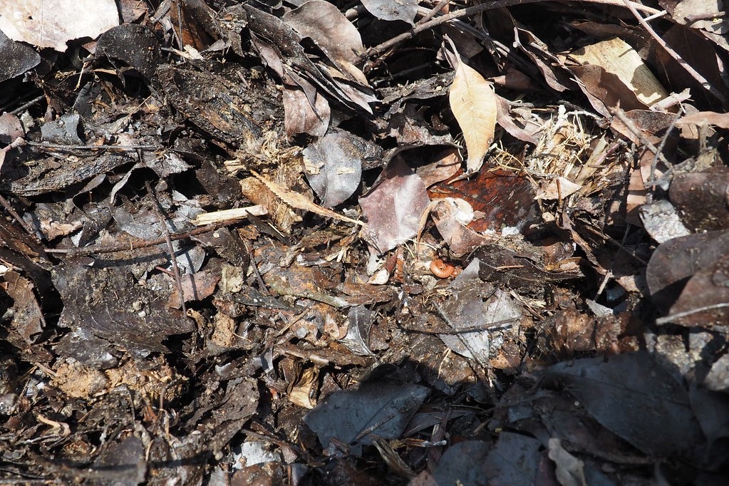 健康的土壤中有數以百萬計的微生物，影響著農作物的營養和風味。攝影：李育琴