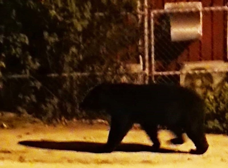 台灣黑熊21日凌晨闖入霧鹿國小校園，村長說這是第一次。照片截取自霧鹿國小臉書。