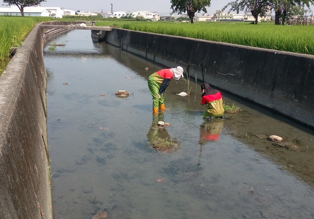 對於原本該地點就沒有鰕虎存在的水路而言,亦能嘗試使用「鰕虎的產房」,但使用前更應釐清「沒有鰕虎的原因為何」,始能判斷此補償措施的必要性及需求。圖為觀測與紀錄「鰕虎的產房」的使用情況。拍攝:顧玉蓉。