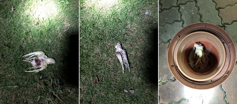 飼養鳥野放遇到下雨失溫，環境中無法提供足夠食物，且未經訓練不會覓食，及被野化貓犬捕殺，死像甚慘。陳先生/提供
