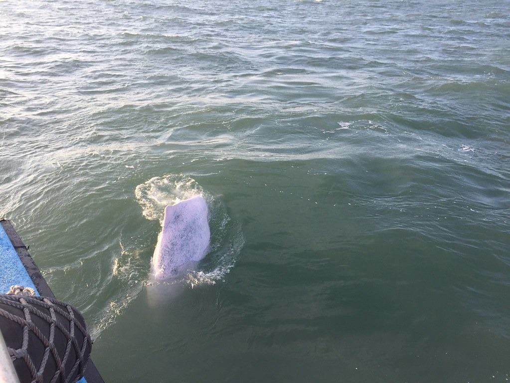 2018年布袋海巡隊在嘉義外海目擊台灣白海豚家族靠近船隻。圖片來源：海巡署提供。