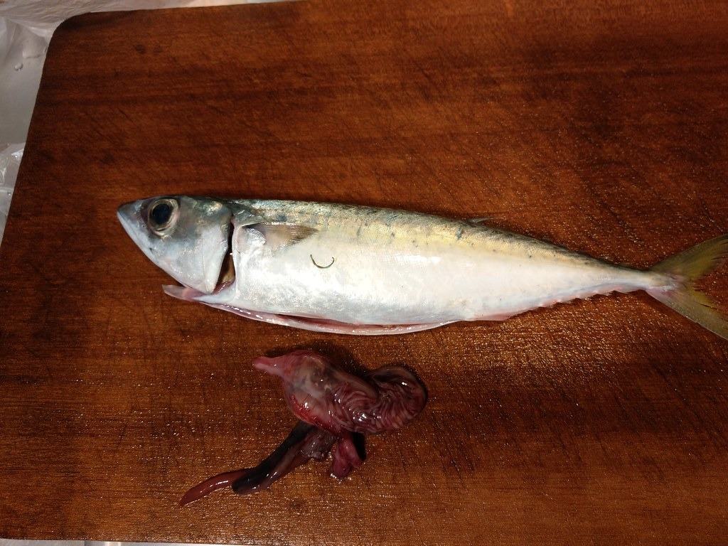 鯖魚肚子裡的塑膠纖維。圖片來源:中研院提供。