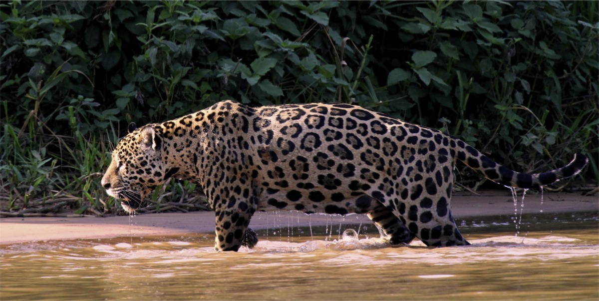 論文作者在研究樣區曾觀察到的美洲豹。圖片來源：Rafael Hoogesteijn（CC BY-NC-ND 4.0）。