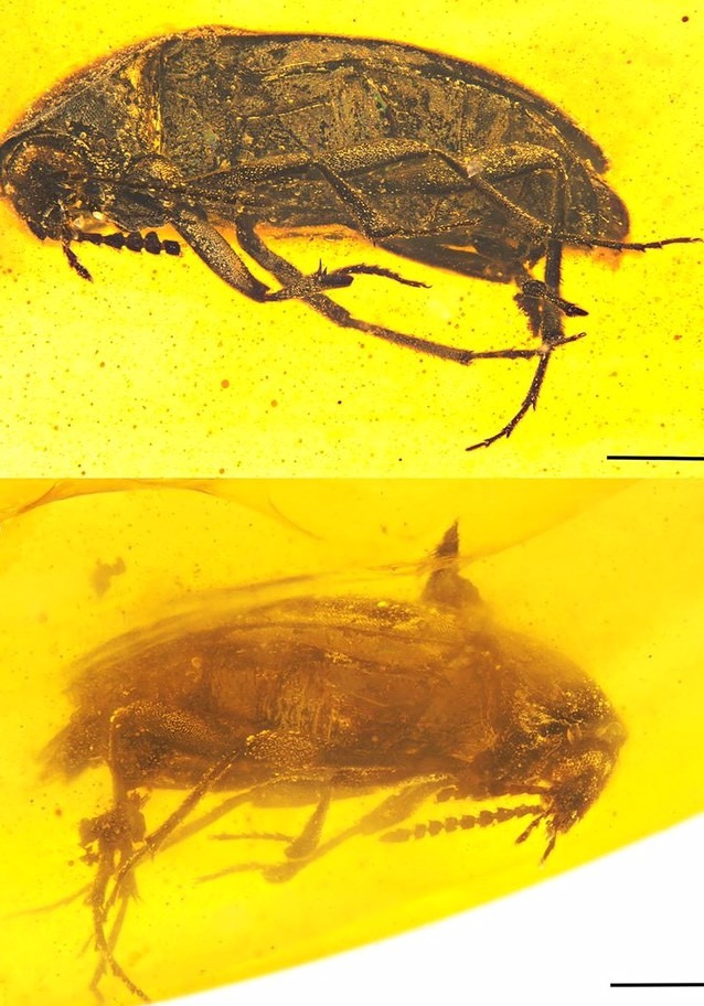 平世異特偽蕈甲模標照。圖片來源： 古生物學報（Paläontologische Zeitschrift）