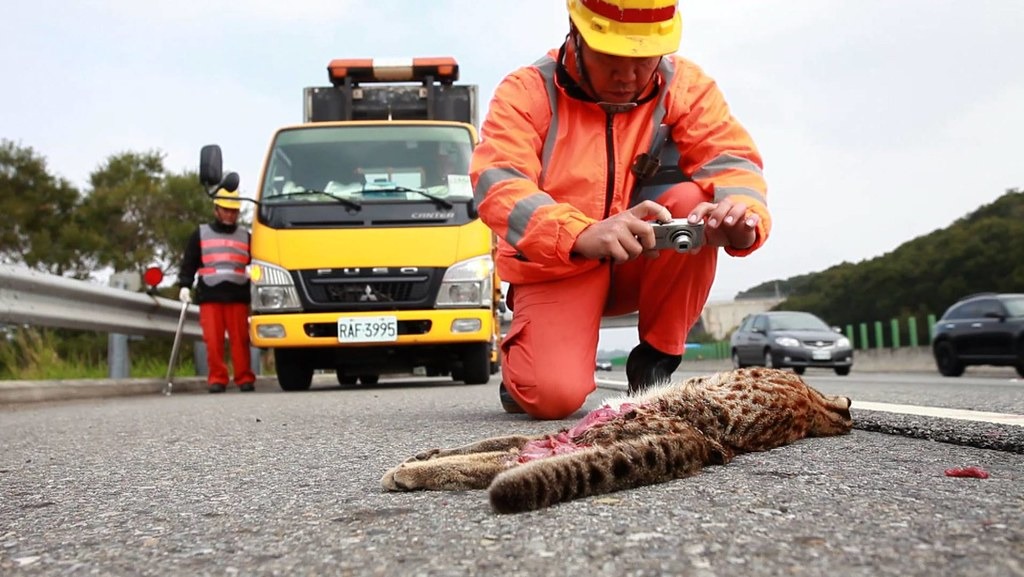清潔人員協助每日進行國道全線路殺調查。圖片來源：高速公路局提供