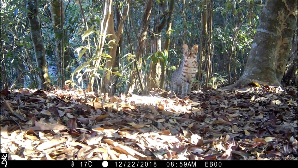 石虎保育是跨域議題，端賴施政兼顧生物多樣性主流化。圖為蓮華池研究中心自動照相機紀錄到永久樣區中的石虎。圖片來源：林試所