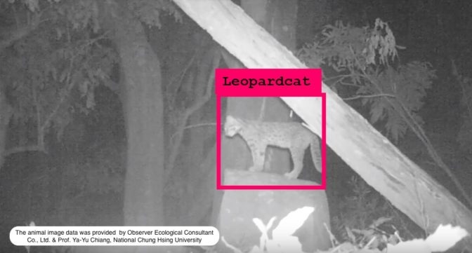 有石虎太靠近道路時，便會利用機械發出警告聲響，讓石虎遠離過往車輛。世紀奧美/提供