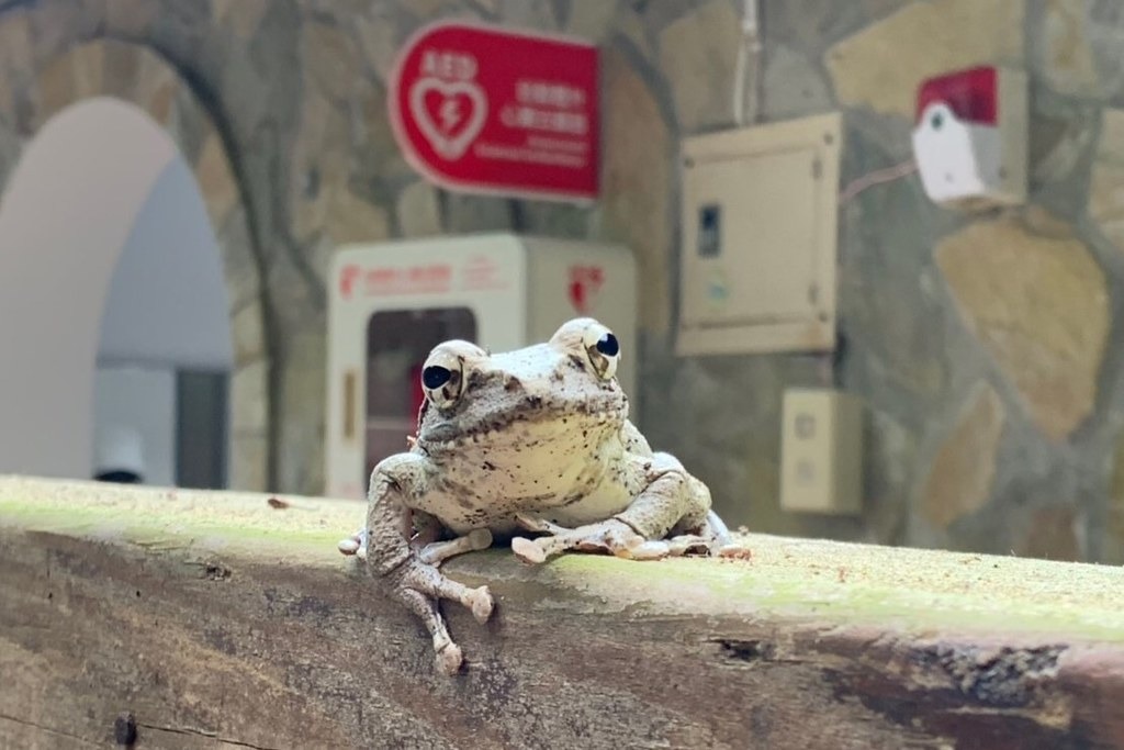 滿月圓國家森林遊樂區宜人的環境,棲息於森林底層的蛙類是功臣之一。圖為滿月園裡的褐樹蛙。攝影:陳惠君,新竹處提供