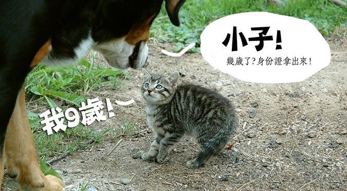 哈寵誌/提供