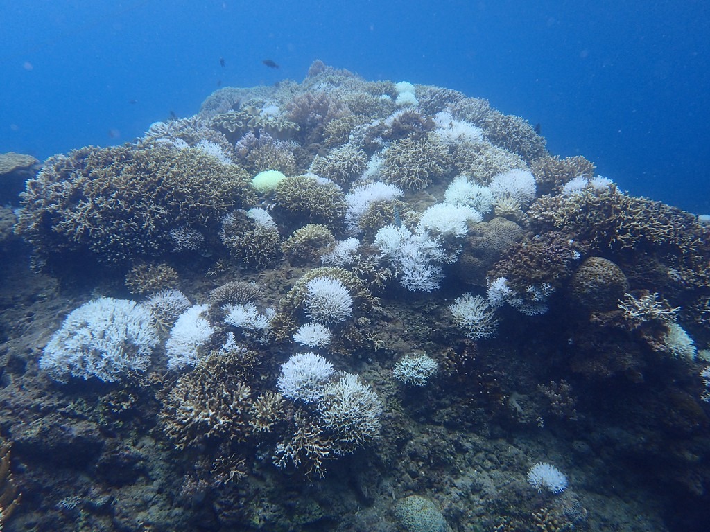 2016年後壁湖珊瑚白化。魏杰 攝。