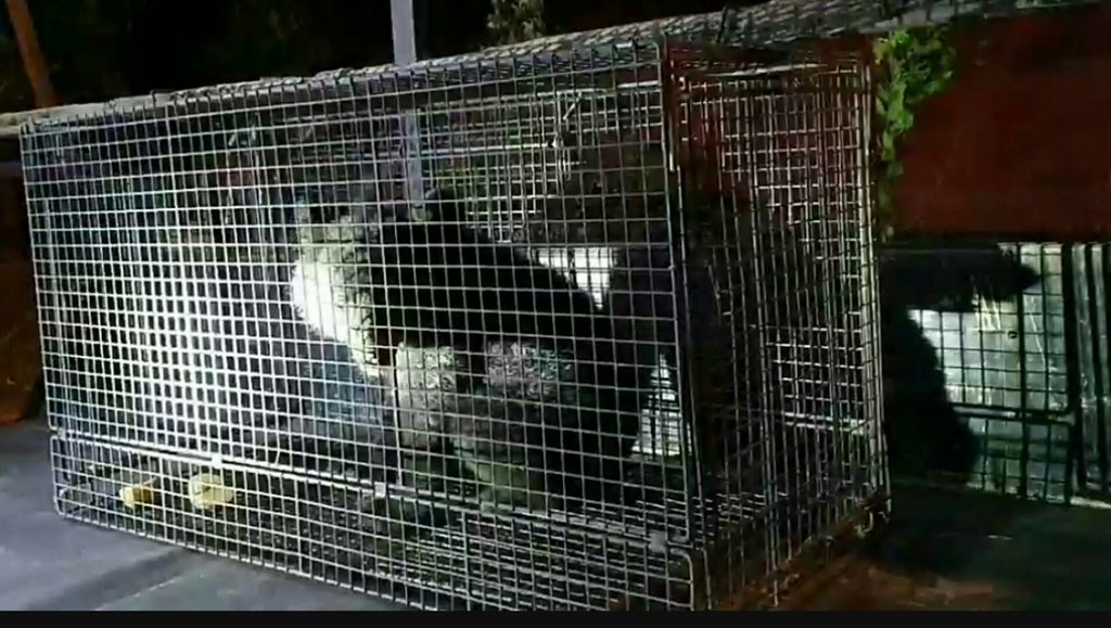 誘捕籠中的黑熊。照片提供：台東林管處。