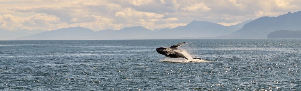 阿拉斯加海域的座頭鯨。Navin Rajagopalan攝（CC BY-SA 2.0）