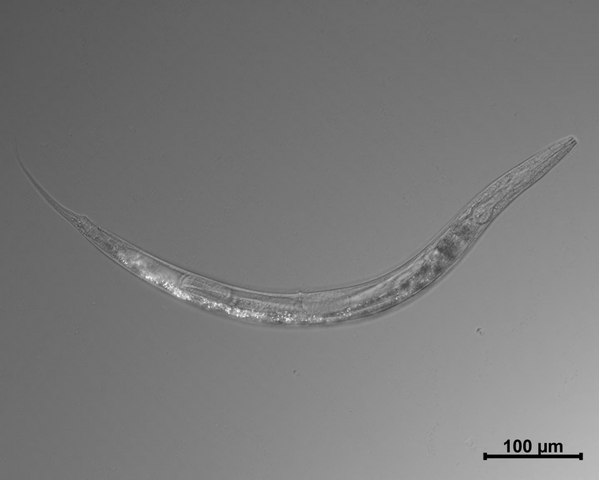 科學家新發現的線蟲 Auanema sp.。圖片來源：加州理工學院