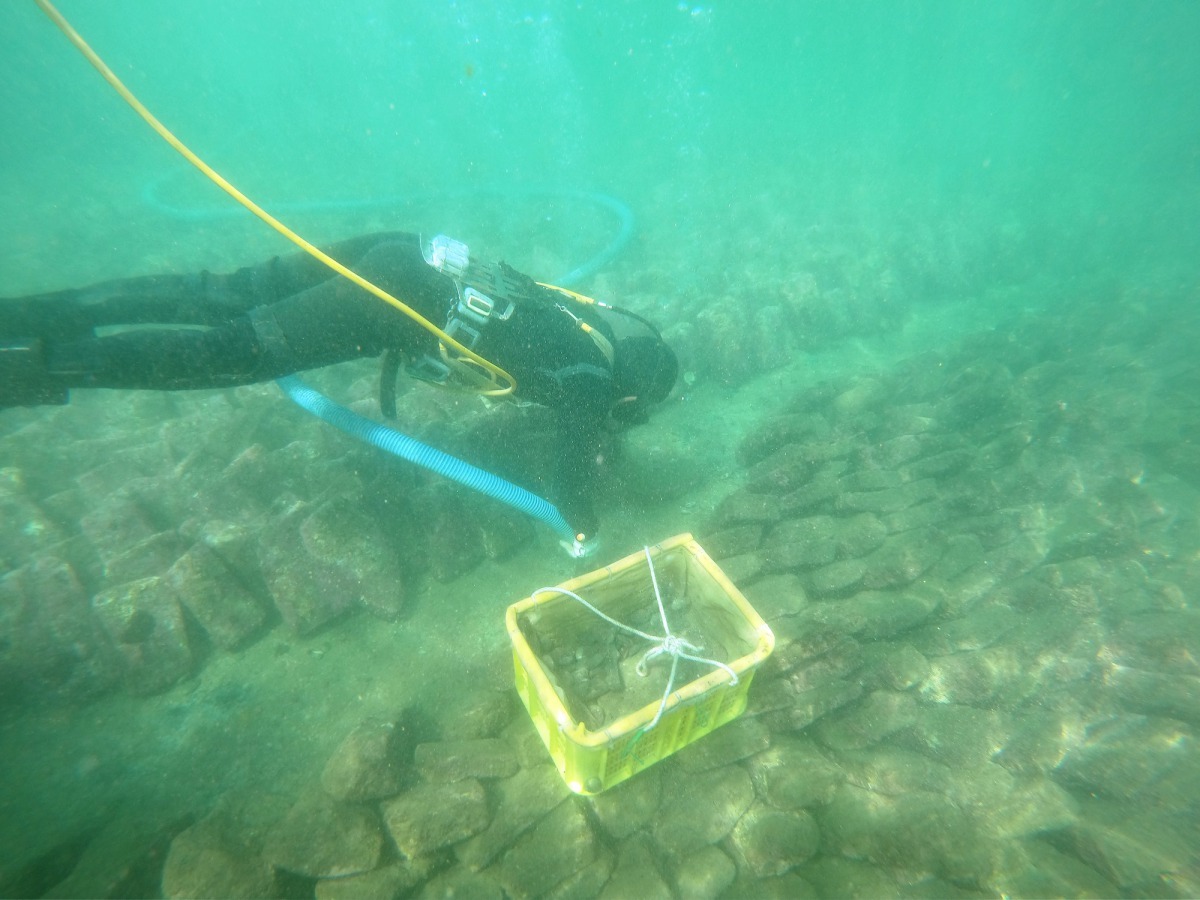 採收工人嘴咬黃色氣管下水採收貢寮鮑,並利用藍色的抽水管吸除底泥,讓不足上市體型的貢寮鮑可在良好的生活環境下快速成長。新北市政府/提供