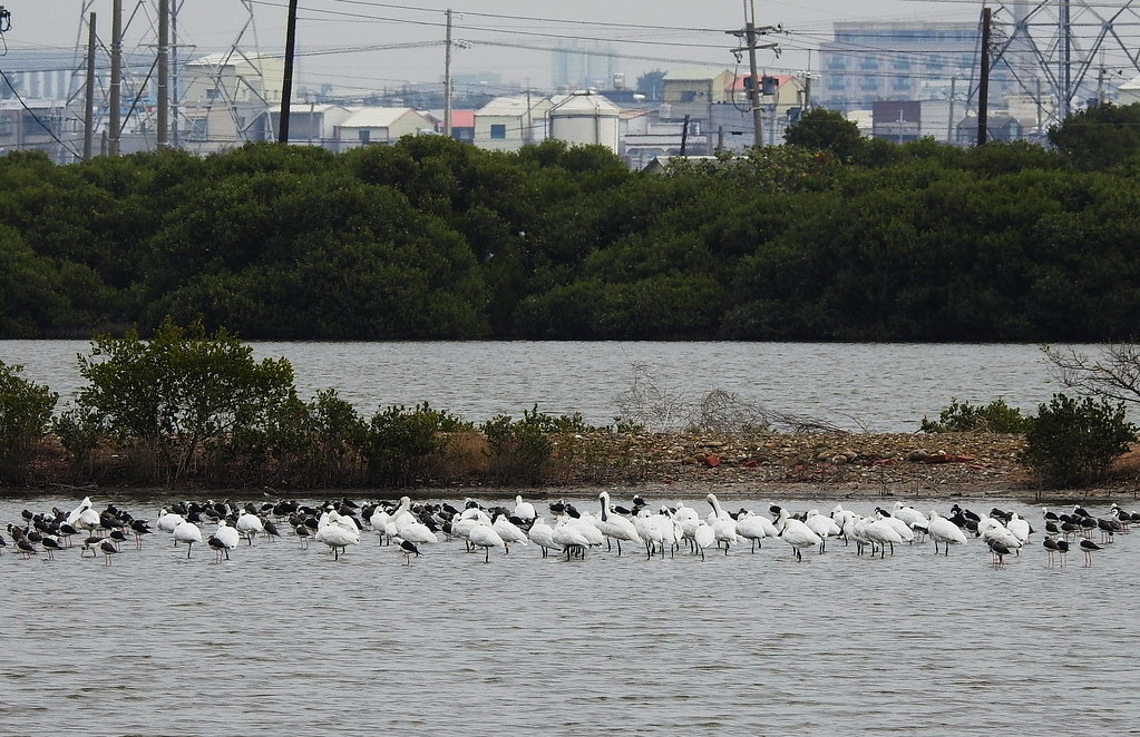 永安濕地不同水域高度吸引各種水鳥來此棲息,圖片來源:高雄鳥會