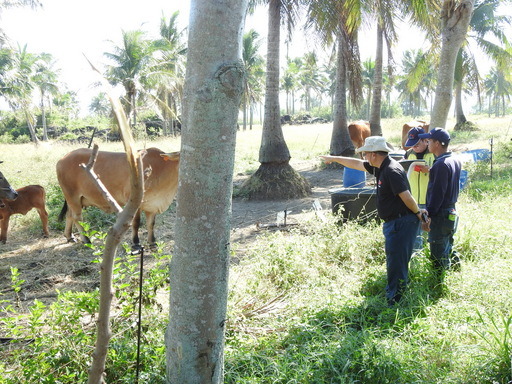 台東縣政府農業處突襲檢查養牛場,落實牛隻釘掛耳環的管理工作。台東縣政府/提供