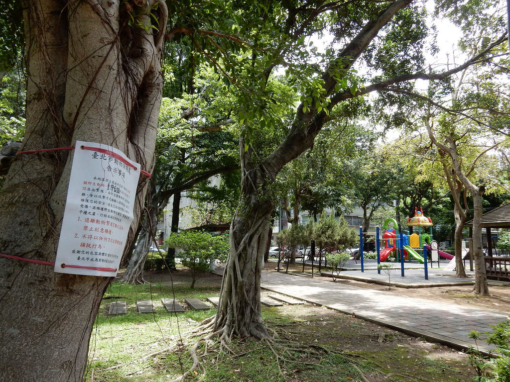 台北市動保處在台灣藍鵲築巢地周圍設立告示牌，提醒行人不可騷擾保育類動物台灣藍鵲。圖片提供：台北市動保處。