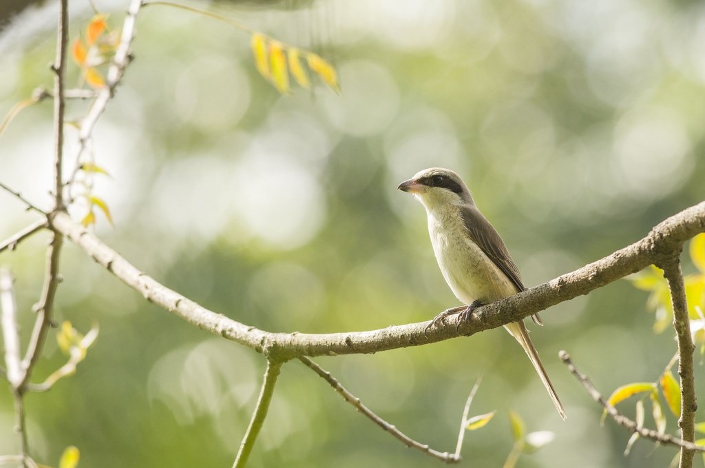 中秋節過境兼度冬的紅尾伯勞,來台族群為數眾多,冬天常看得到牠的身影。攝影:劉人豪