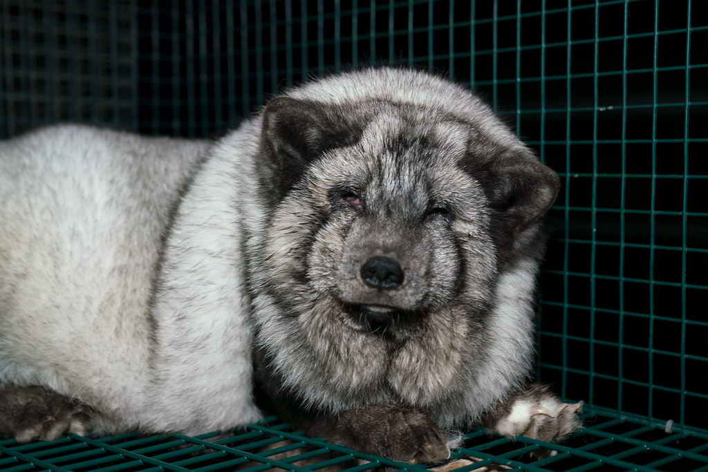 「怪物狐狸」全身毛皮厚重。圖片來源:Oikeutta eläimille