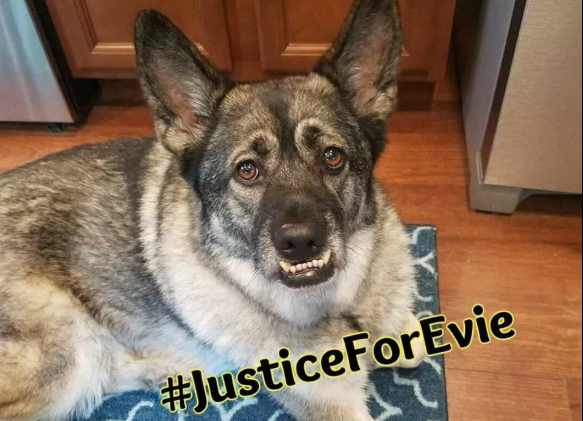 4歲的混種德國牧羊犬Evie在監獄中死於非命,讓動物救援組織萬分不捨,聲言要為牠討回公道。 取自Josephs Legacy臉書