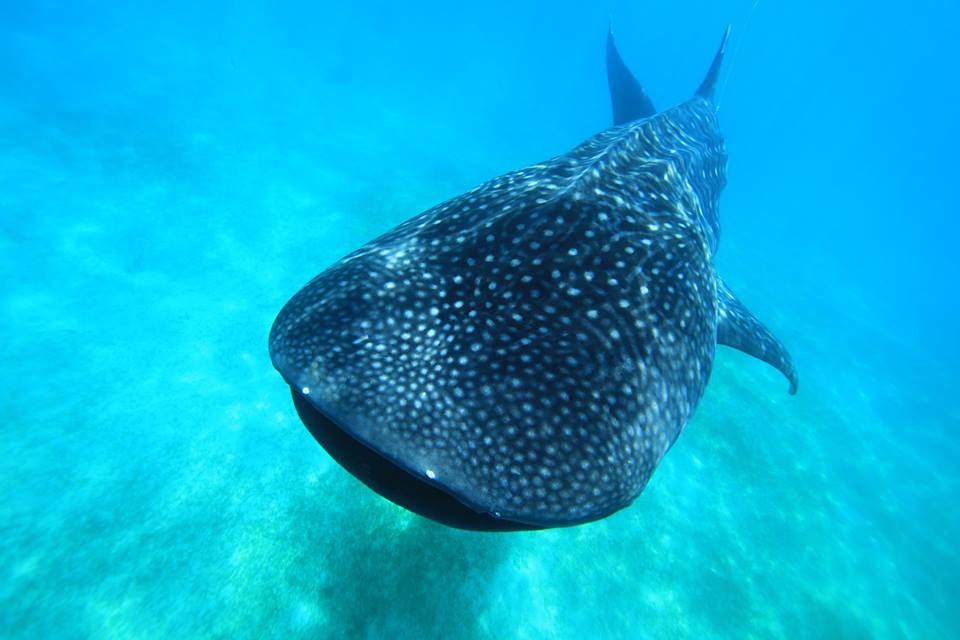 海洋委員會預告鯨鯊列入「海洋保育類野生動物名錄」。照片來源:公共電視「我們的島」