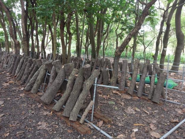 利用疏伐椴木、風倒木等作為椴木來源,用於培育香菇或木耳。林務局/提供)