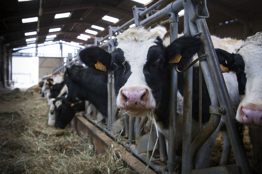 減少肉類和奶製品，改吃植物性飲食，能將土地還給天然林。照片來源：Anna TH（CC BY-NC-ND 2.0）