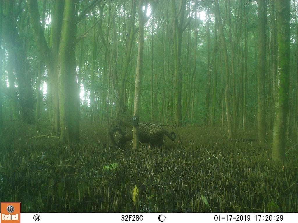 由自動相機捕抓到的美洲豹捕魚畫面。照片來源：WWF巴西分會