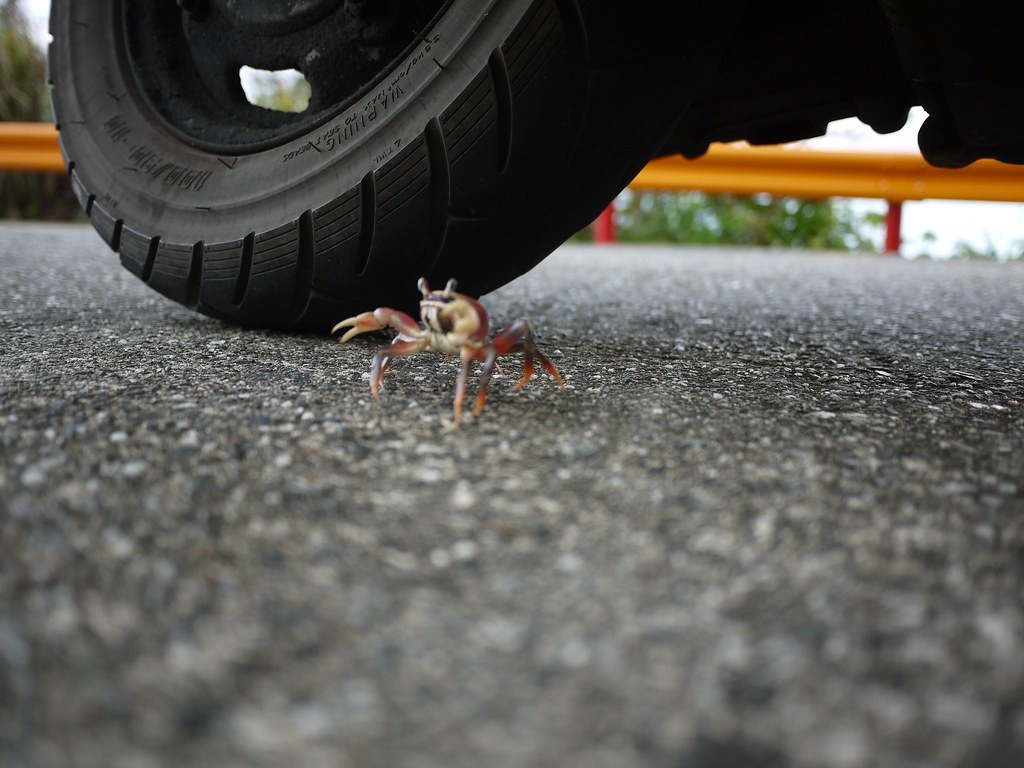 行經香蕉灣時路殺熱點前，導航同步告知「前方陸蟹出沒路段請注意」，直到路段結束，右手邊螃蟹的圖示才會消失。圖為順利降海釋幼的紫地蟹。攝影：林德恩