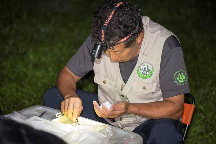 蛾調志工於夜間採樣蛾類標本,每一種都會留下一份標本存證,以供未來檢驗用。特生中心/提供 施禮正/攝