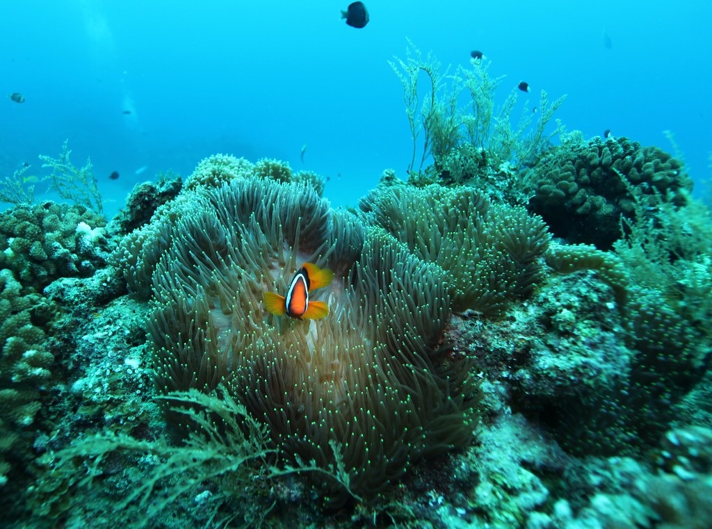 清理海洋並保持海洋乾淨是個艱鉅的任務，相關的長期計畫需要創新的金融形式來支援。照片來源：柯金源（CC BY-NC 2.0）