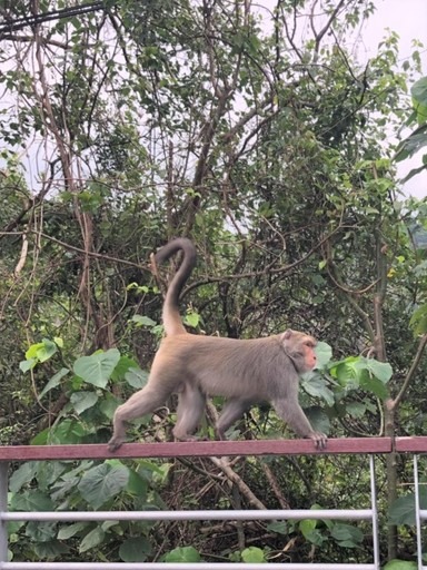 為保障台東農民農作生產，109年輔導農民架設電圍網防害計畫開始起動。台東縣政府/提供
