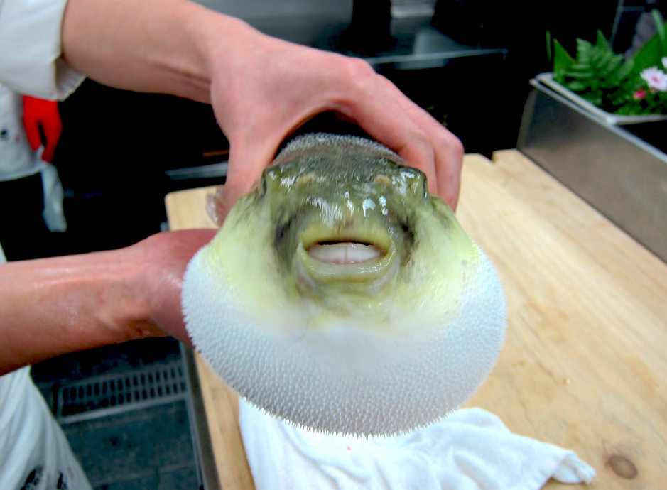 一名廚師展示了廚房內的河豚，準備把牠拿來料理。 Photo: Eugene Kim