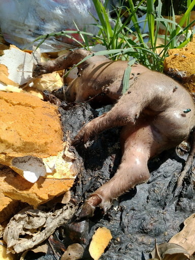 研判應為附近養豬場遭凍斃之小豬,被不良養豬業者惡意丟棄於東港溪畔。屏東縣政府/提供