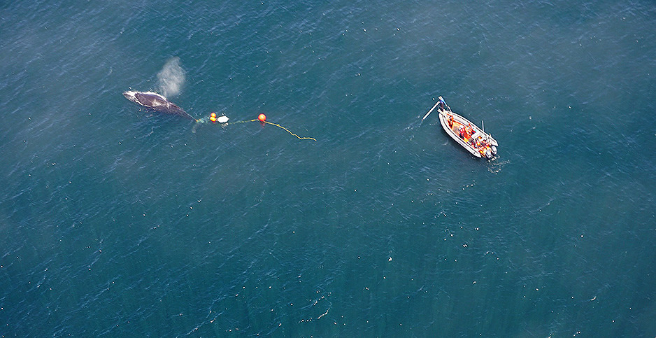 美國海洋大氣總署(NOAA)一組團隊正在加州外海協助一隻座頭鯨脫困。照片來源:NOAA