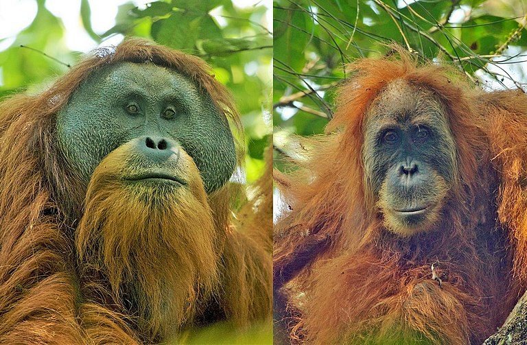 塔巴努里猩猩(Tapanuli orangutan,Pongo tapanuliensis),左公、右母。Tim Laman攝於北蘇門答臘的巴丹托魯森林(CC BY 4.0)
