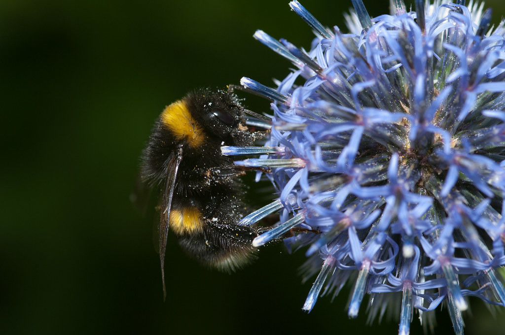 熊蜂目前正以接近大滅絕的速度減少,很可能在短短幾十年內消失。照片來源:Will George(CC BY-NC 2.0)