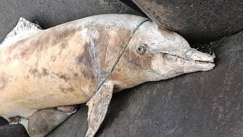 保育類瓶鼻海豚被流刺網緊纏，死狀甚慘。圖片來源：海巡署
