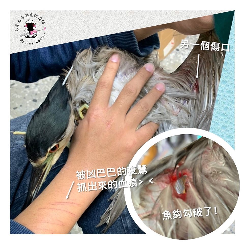 夜鷺被魚線纏繞落水,左翅被魚勾弄傷,目前治療當中。照片來源:台南鳥會