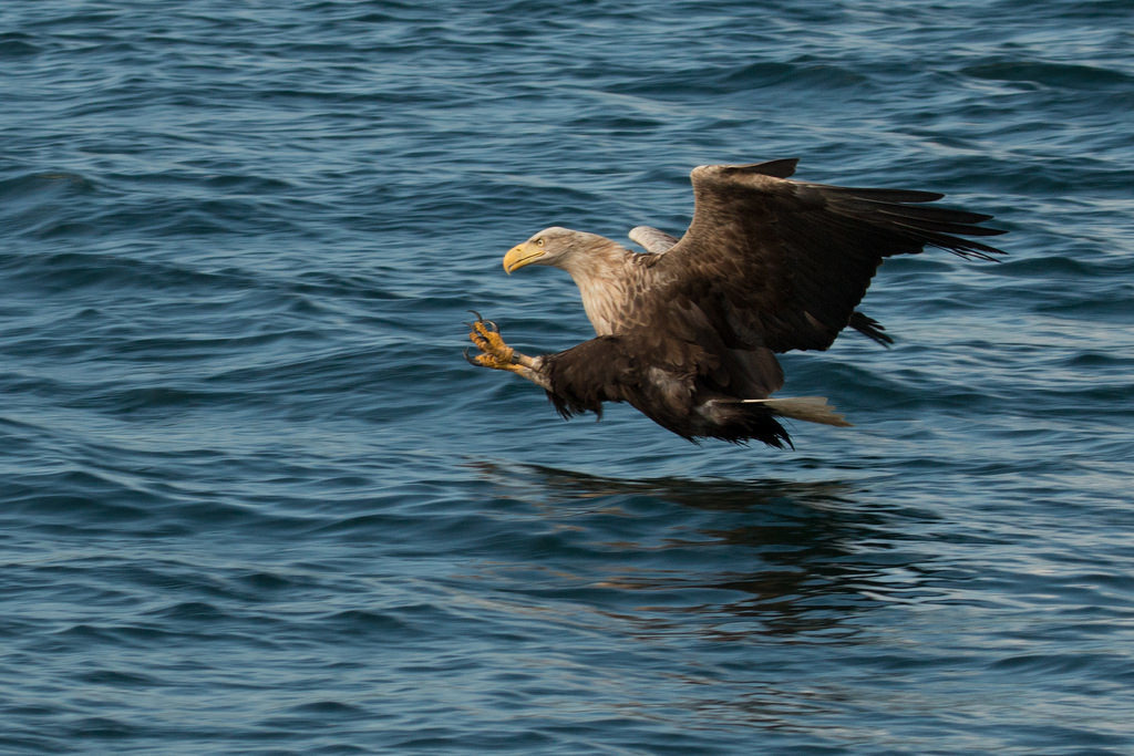 海鵰的重新引入造成蘇格蘭地區農民的緊張。圖片來源：James West（CC BY-NC-ND 2.0）