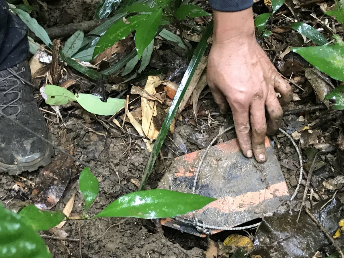 山豬吊是一種利用簡易線材，透過使用環境固定點及材料架設而成的陷阱。周聰吉/提供