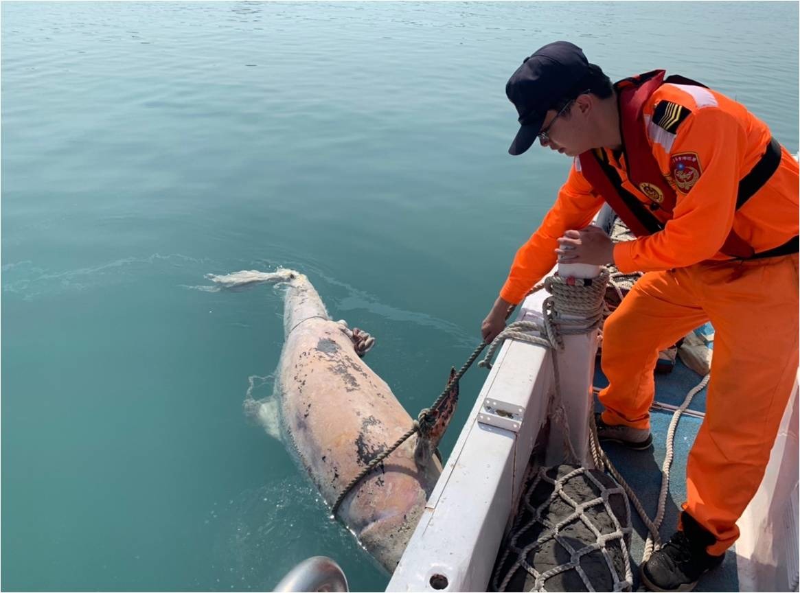 海巡署中部分署第三岸巡隊7日在台中港外海發現1隻死亡鯨豚，經中華鯨豚協會查看後，確認為瓶鼻海豚，後續將運至台灣大學獸醫系做進一步檢驗，以釐清死因。海巡署中部分署第三岸巡隊提供