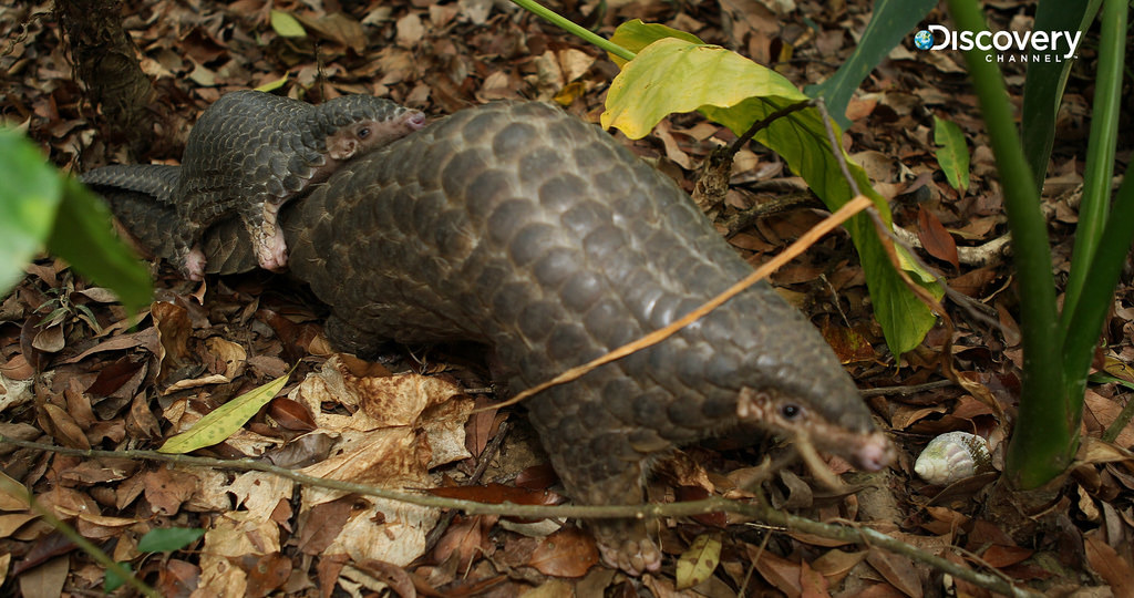 在危機四伏的野外，穿山甲寶寶需緊貼著媽媽尾巴避免危險。探索頻道提供。