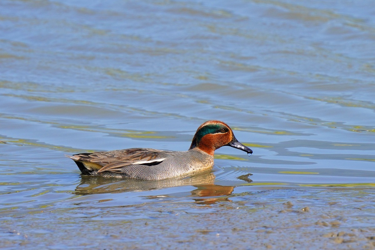 雄性小水鴨的繁殖羽色彩高調招搖,栗紅色的頭部,鑲著延伸至頸側的濃綠色誇大眼影。台北市政府/提供