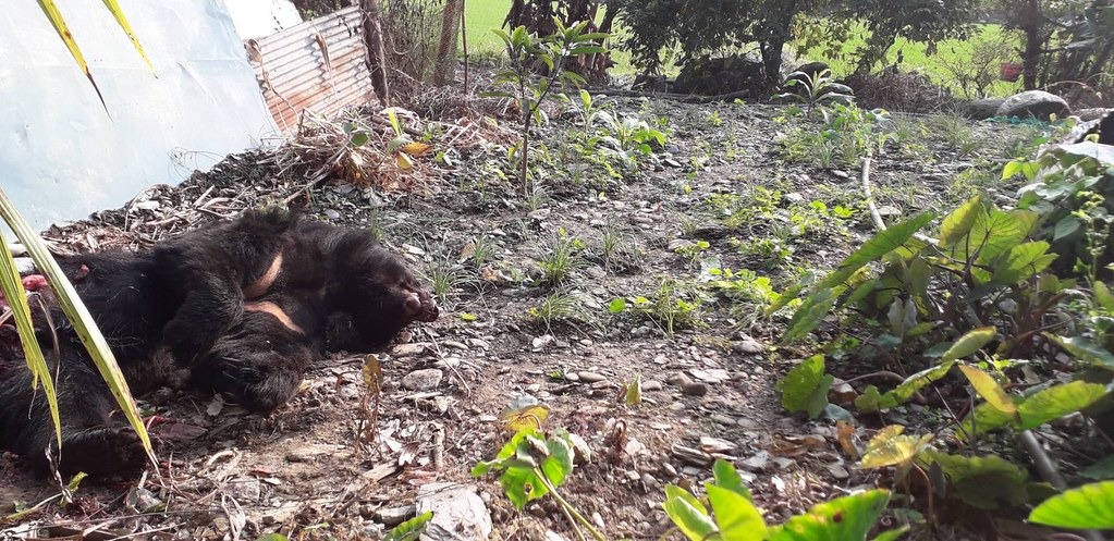 花蓮卓溪鄉黑熊巡守隊17日通報發現死亡台灣黑熊。圖片提供:花蓮林管處。