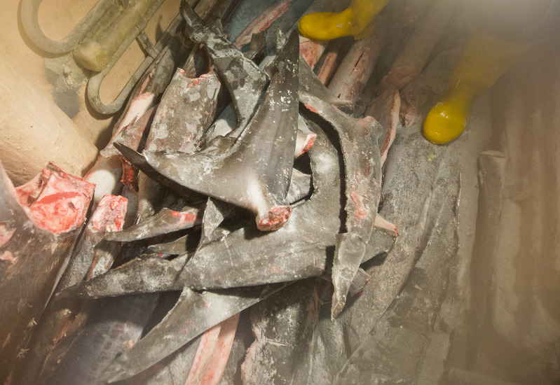 捕鮪魚的遠洋漁船常牽涉鯊魚割鰭棄身、過漁、人權剝削等問題。圖片來源：綠色和平。