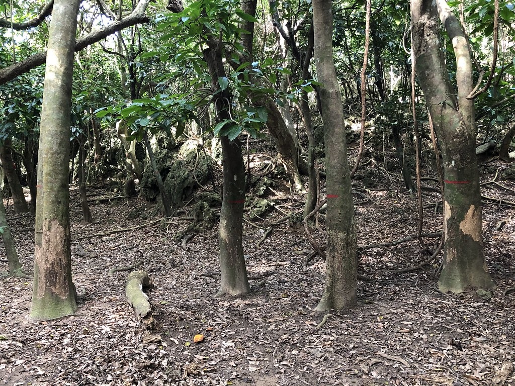 高位珊瑚礁森林裡，谷地優勢樹種皮孫木，幾乎難逃環剝命運，而這件事一年多前研究人員就預料到了。攝影：廖靜蕙