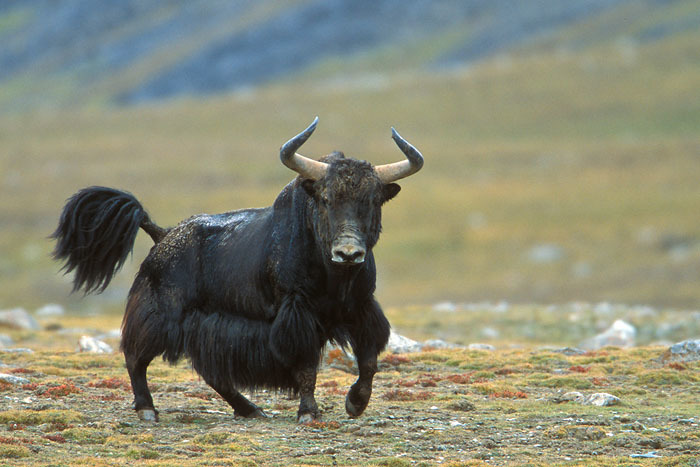 西藏野氂牛、巴塔哥尼亞馬駝鹿等世界各地特殊大型哺乳動物正悄悄消失。照片來源：birdcapemay（CC BY-NC-ND 2.0）