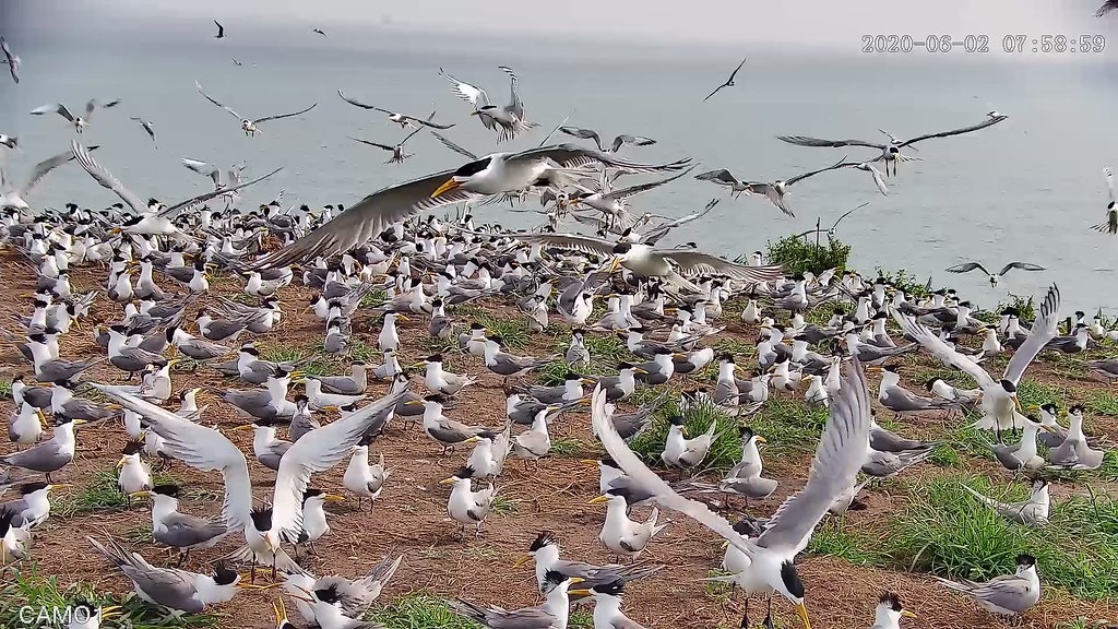 目前鐵尖島上燕鷗紛紛落腳，即將進入繁殖季。台北市野鳥學會提供